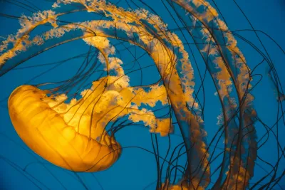 A photograph of a large golden yellow jellyfish floating serenely with its tentacles trailing about it against a dark blue backdrop.